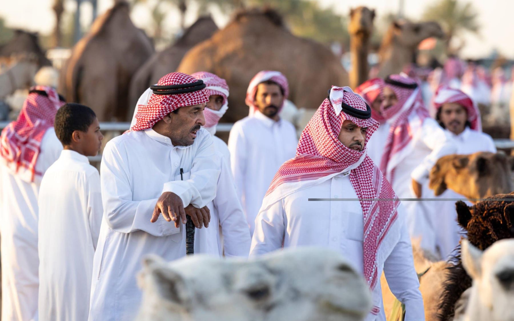 تأسيس شركة ذات مسؤولية محدودة (LLC) في السعودية